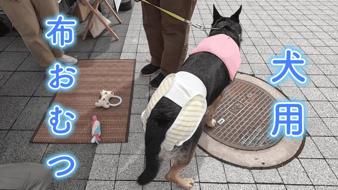 ずっと探してた犬用おむつ（マナーウェア）にやっと出会えました！【ジャーマンシェパード】