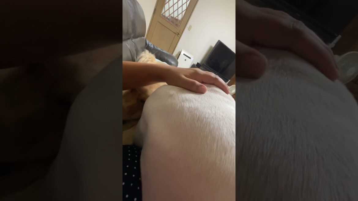 だっこでまったり🥰　be relaxed ゴールデンレトリバー　ボクサー犬