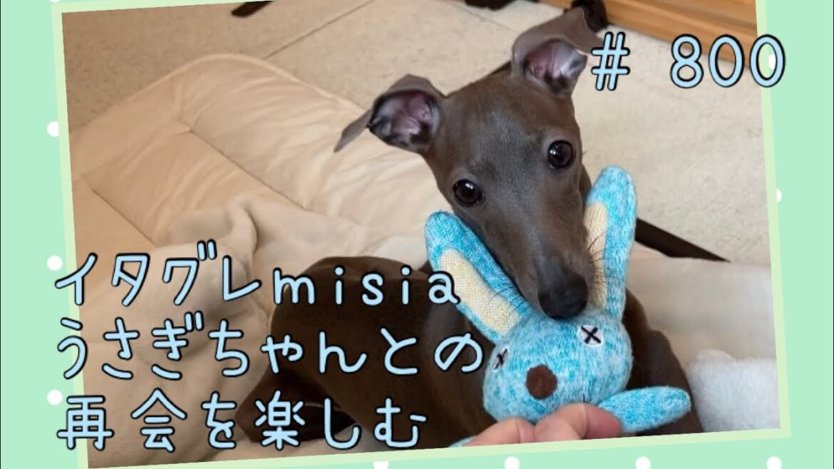 うさぎちゃんと久しぶりに楽しく遊ぶイタグレｍｉｓｉａ(ミーシャ)【生後810日】【うちの子743日目】【イタリアングレーハウンド】【パピーズママ出身】【2021.5.17生まれ】2023.8.4撮影