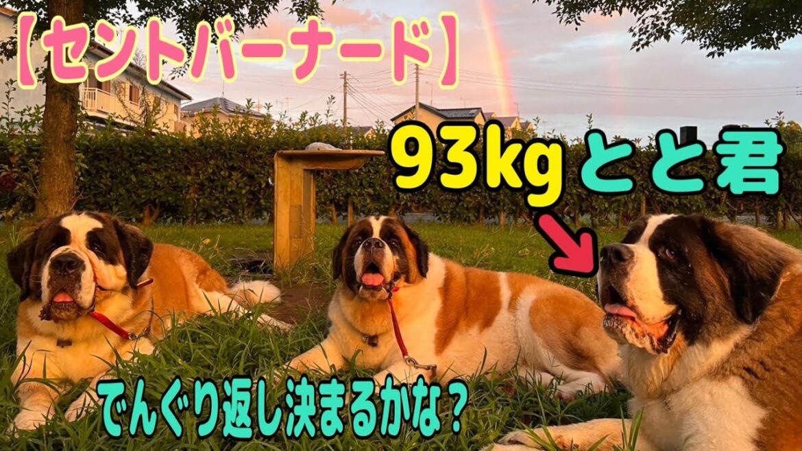 【セントバーナード】パパさん帰宅後喜びの舞　お散歩へ行くと虹が出ていたよ　とと君のでんぐり返し、果たして何回？