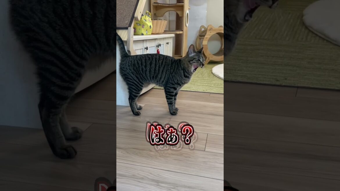 次女いろはちゃん面白シーンまとめww #shorts #funny  #猫 #吾猫 次女いろはちゃん面白シーンまとめww #shorts #funny  #猫 #吾猫