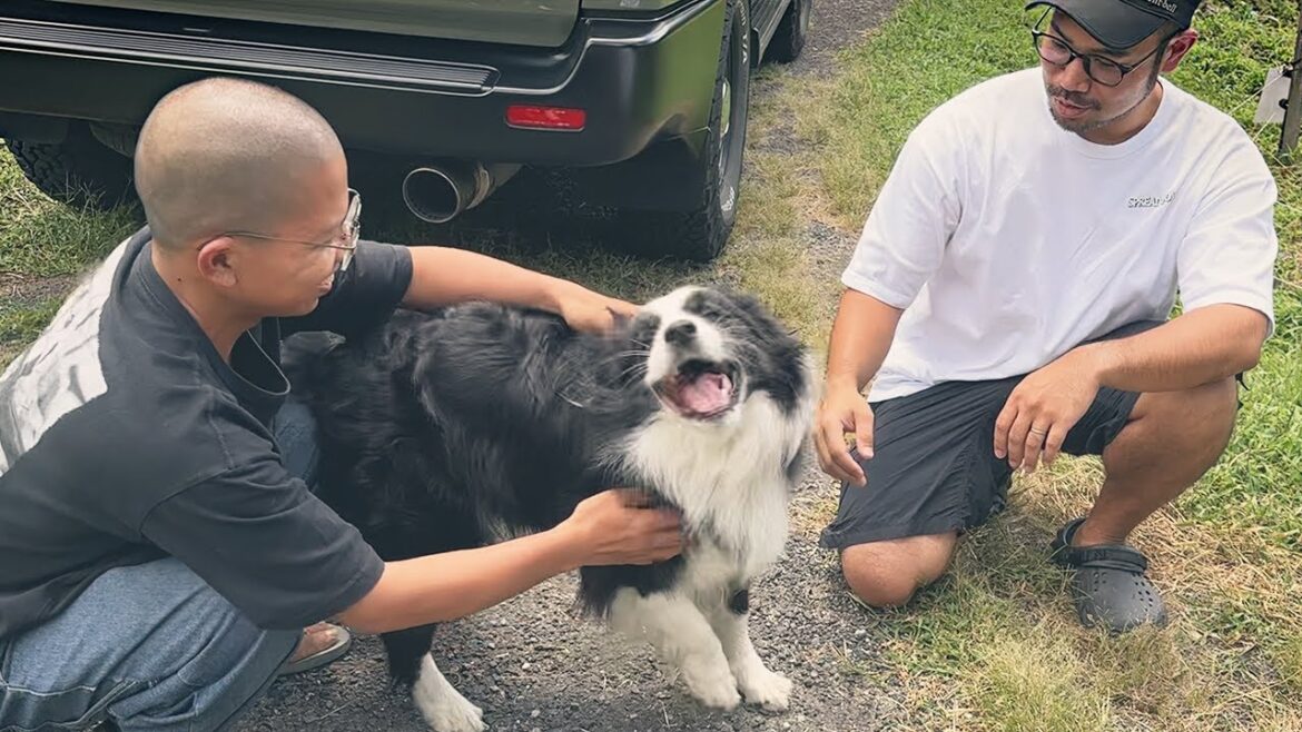 【大歓喜】久しぶりにカメさんとタダシさんに会ってテンションが上がり過ぎた愛犬の取った行動が…ｗ【ボーダーコリー】