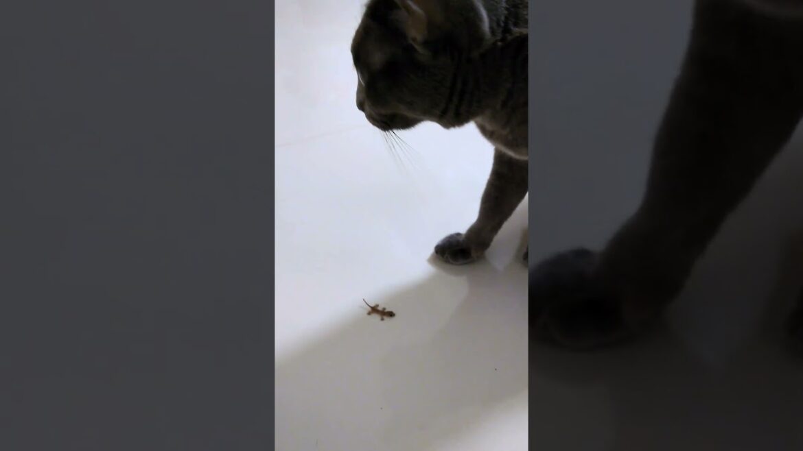 猫にみつかったヤモリ赤ちゃんがとった抵抗 Baby gecko & Kitten