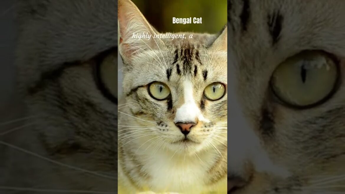 Top 5 Intelligent 🐱 Cat Breeds #shorts Top 5 Intelligent 🐱 Cat Breeds #shorts