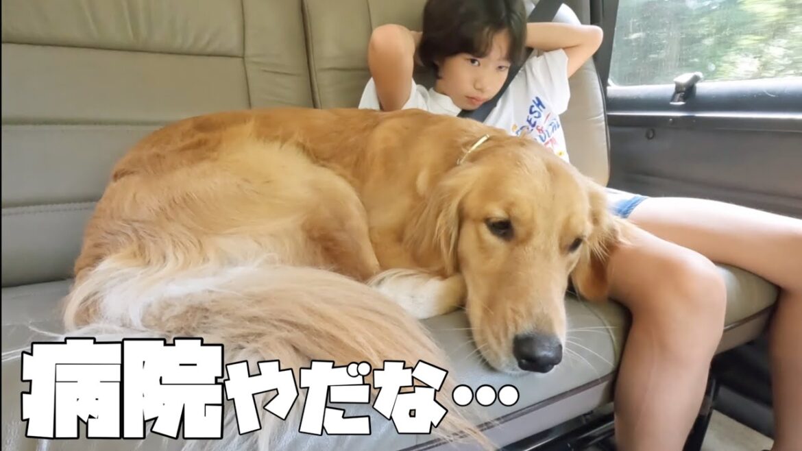【大型犬1歳のいる生活#18】愛犬の健診へ行く家族の土曜日 【大型犬1歳のいる生活#18】愛犬の健診へ行く家族の土曜日