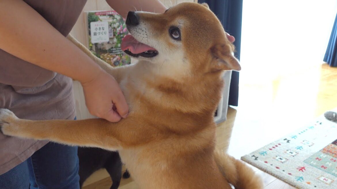 ママが怪我を‥その時柴犬は必死に犬語でママを守りました。