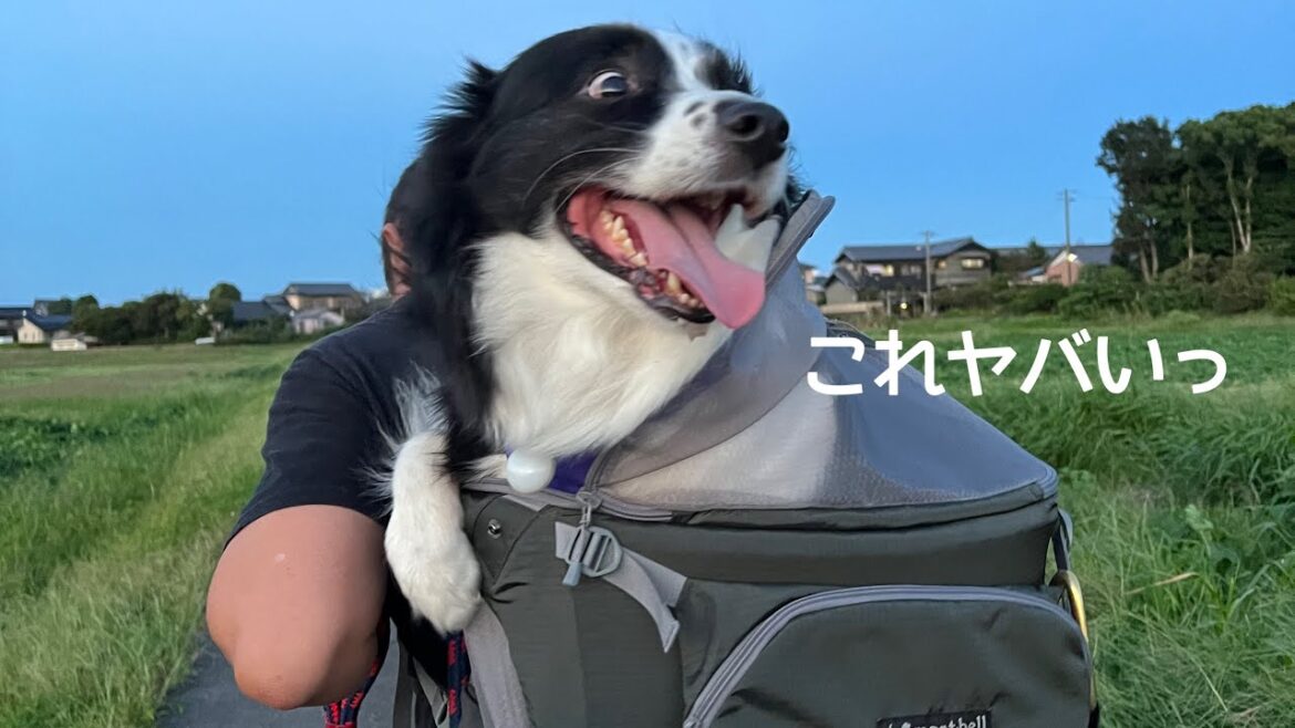愛犬を背負ってみたら可愛すぎる子が出来上がりました #ボーダーコリー #bordercollie #犬