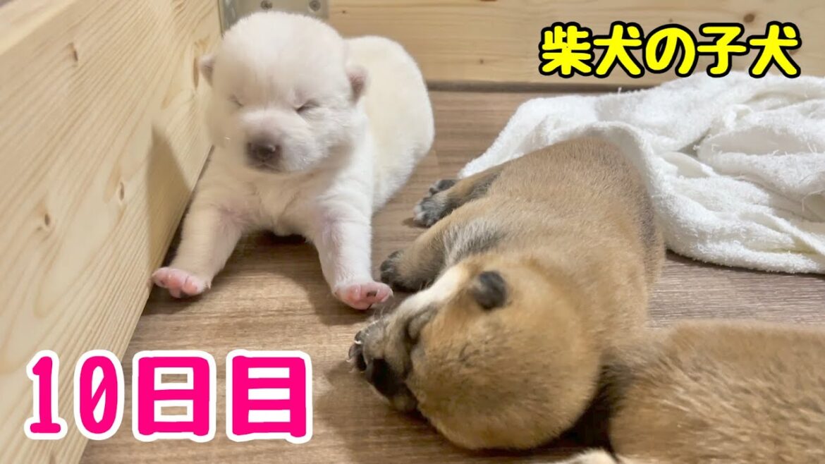 【柴犬 子犬】生後10日で体重が倍以上に成長した子犬たちはこちら