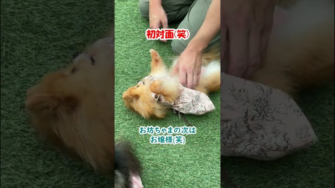 ポメラニアンのオフ会で犬の行列を作った整体師のお話≪#691 ≫