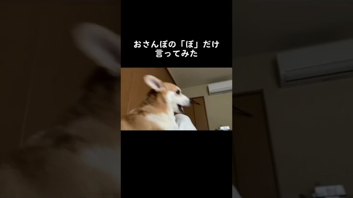 【犬】おさんぽの「ぽ」#くきたん #コーギー #shorts