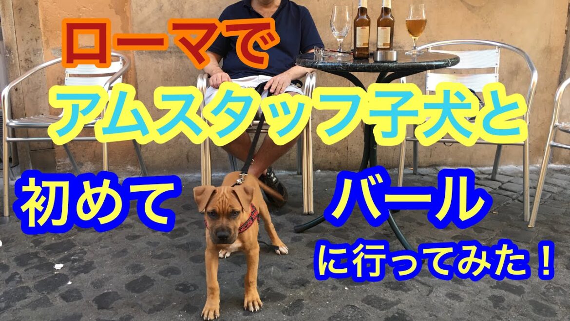 アムスタッフ子犬　Rexのカフェ初訪問