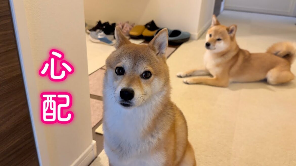 待てど待てど帰ってこないパパ…飼い主の誤情報により愛犬を心配させてしまいました