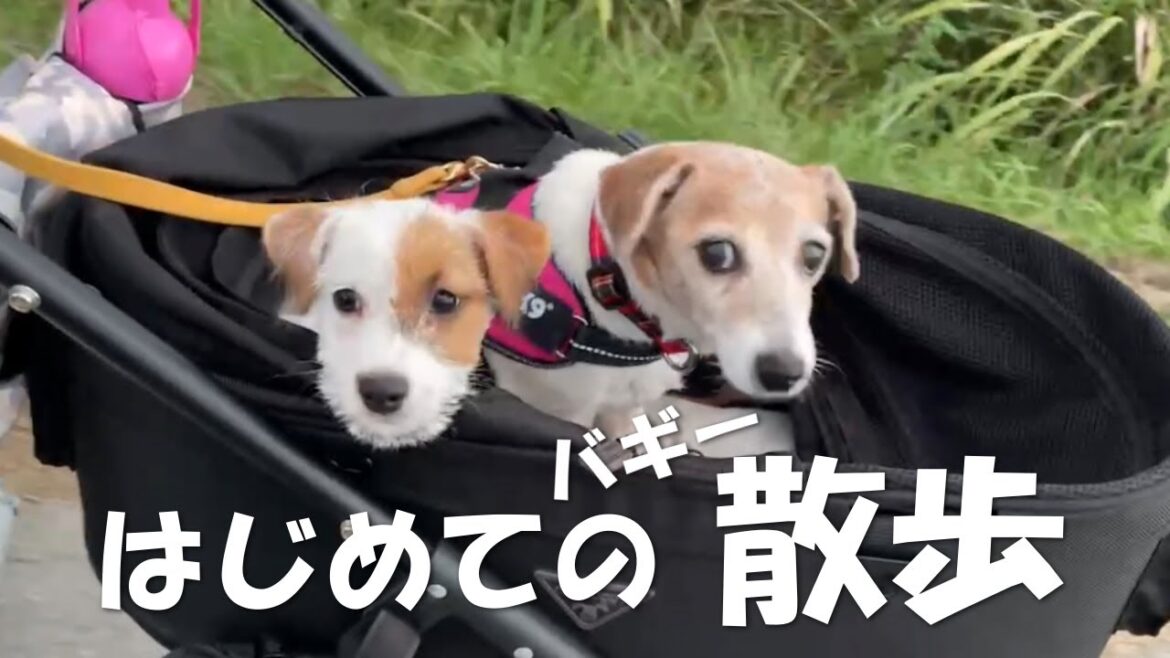 【はじめてシリーズ】お姉ちゃんと一緒なら怖くない！はじめてバギーで外をお散歩したジャックラッセルテリア パピー