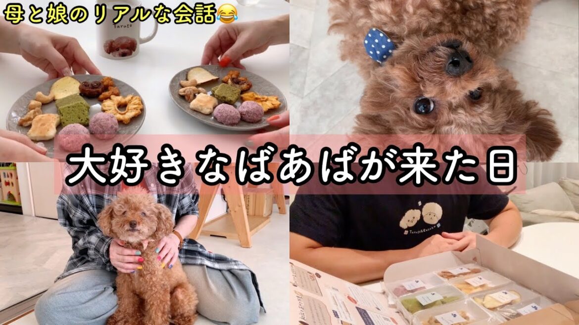 【vlog】大好きなばあばが来た日✨美味しいおやつを食べて癒される…💕トイプードルのTaruto &Rasuku