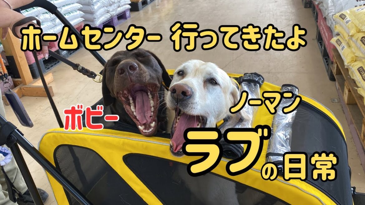 ラブラドールレトリバーと行く『ホームセンター』 カインズホーム ドッグラン 保護犬 多頭飼い 大型犬 ラブラドールレトリバーと行く『ホームセンター』 カインズホーム ドッグラン 保護犬 多頭飼い 大型犬