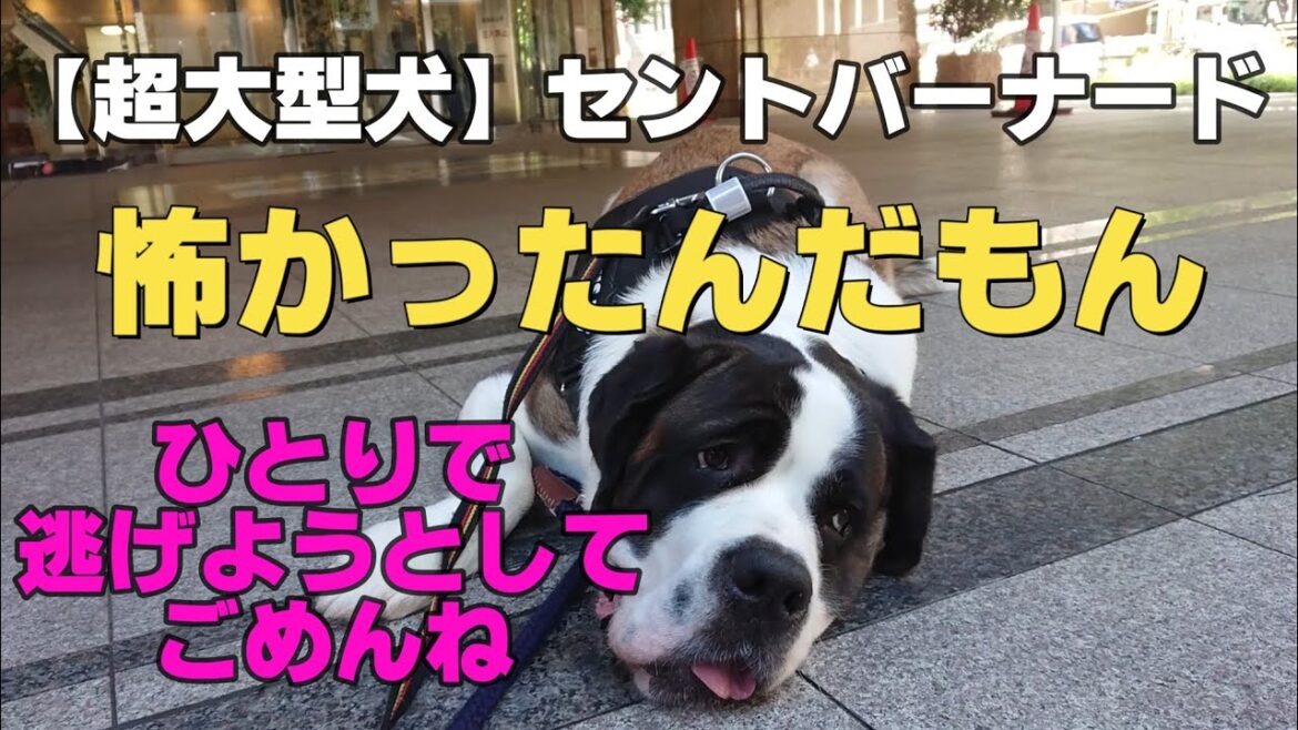 【NANAは怖がり直りません★そんなことしたらNANAもたまには怒りますよ★６７回目★