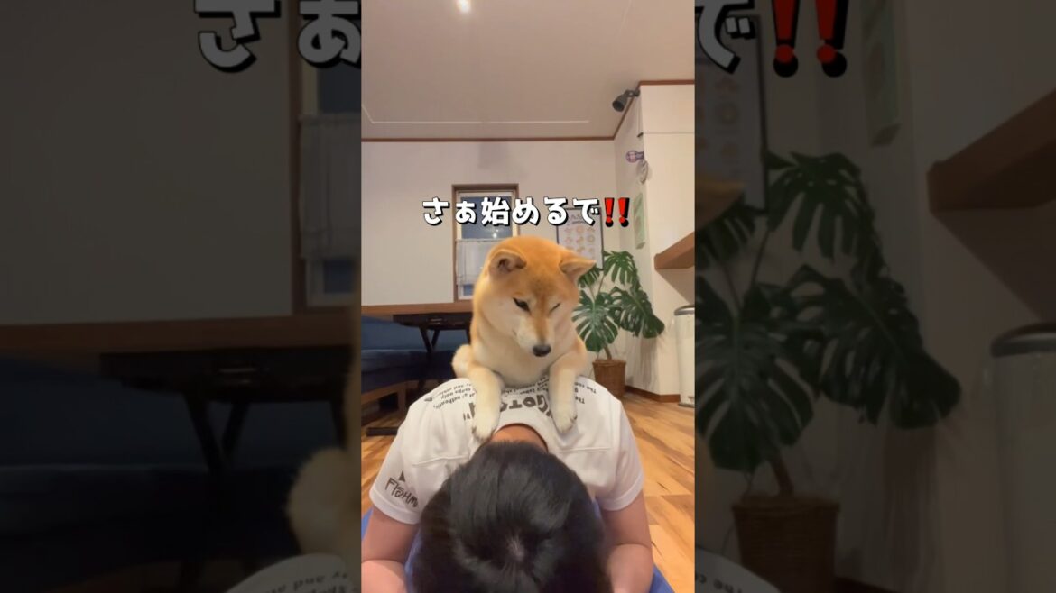 ポントレーナーは厳しい‼️🤣 #柴犬 #犬のいる暮らし #shorts