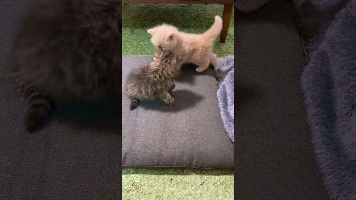 子猫のゆるパンチ全部あたってる…？😂 #shorts #子猫 #サイベリアン