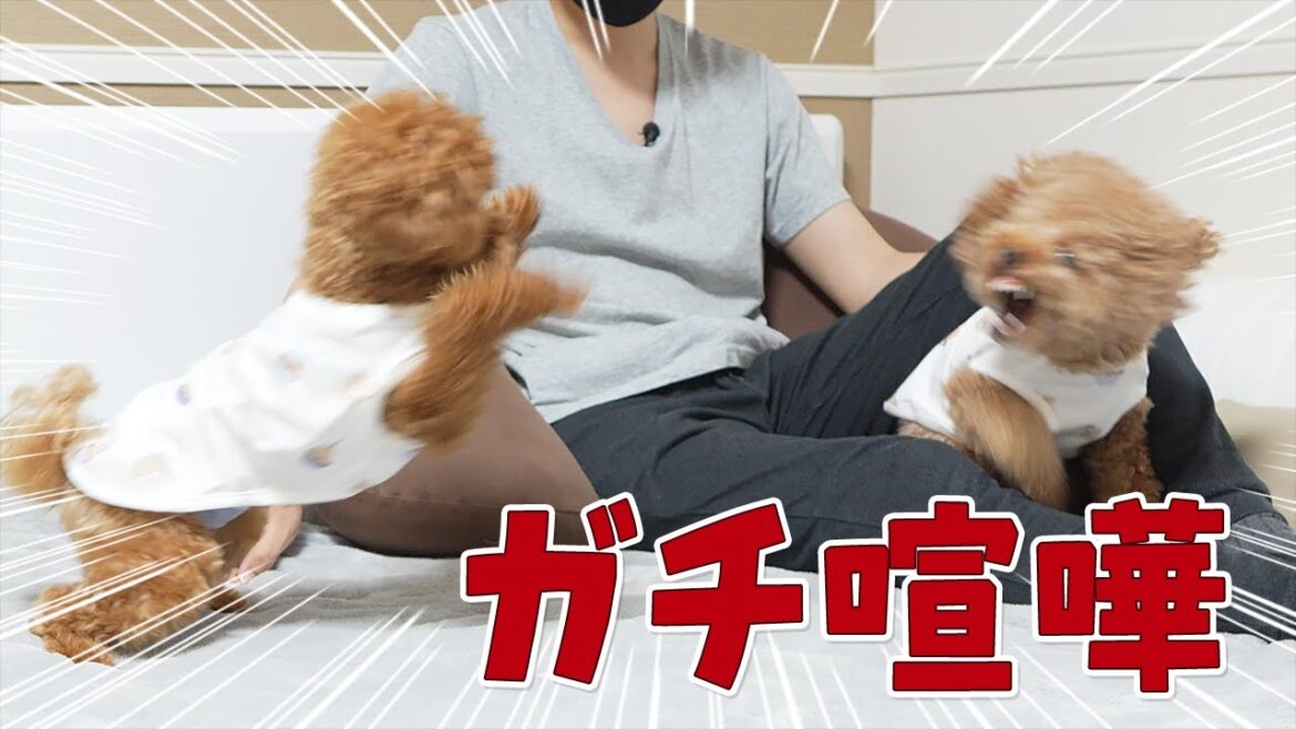 犬嫌いな先住犬と子犬がガチ喧嘩！？