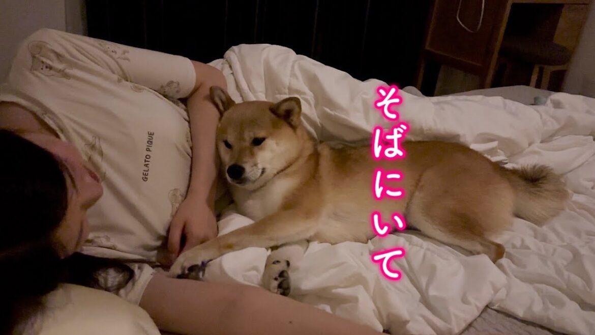 どうしてもママと一緒に寝たくて引っ付いて甘えてくる柴犬が可愛い