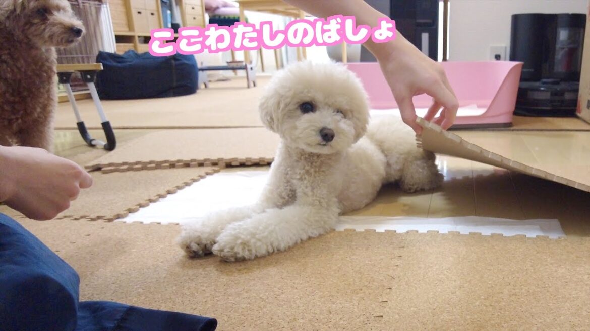 理由あってマットを交換したら気になりすぎた愛犬たちがこうなりましたｗ