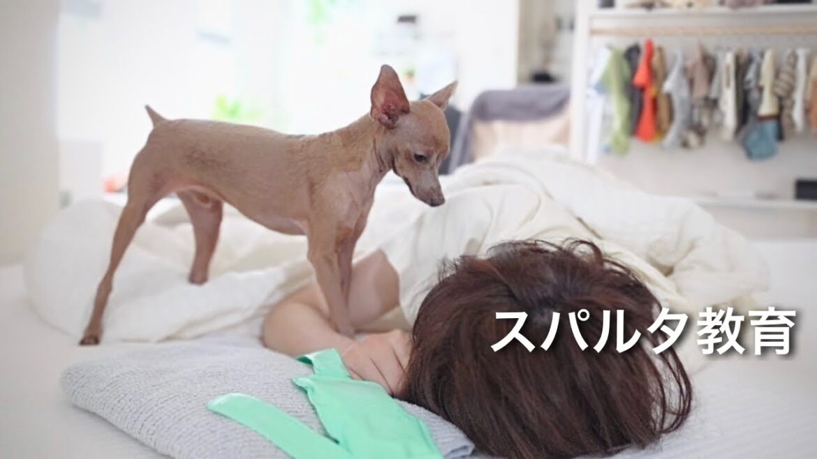 うだうだ二度寝など断じて許さない厳しいレイス君(ミニピン／元保護犬)