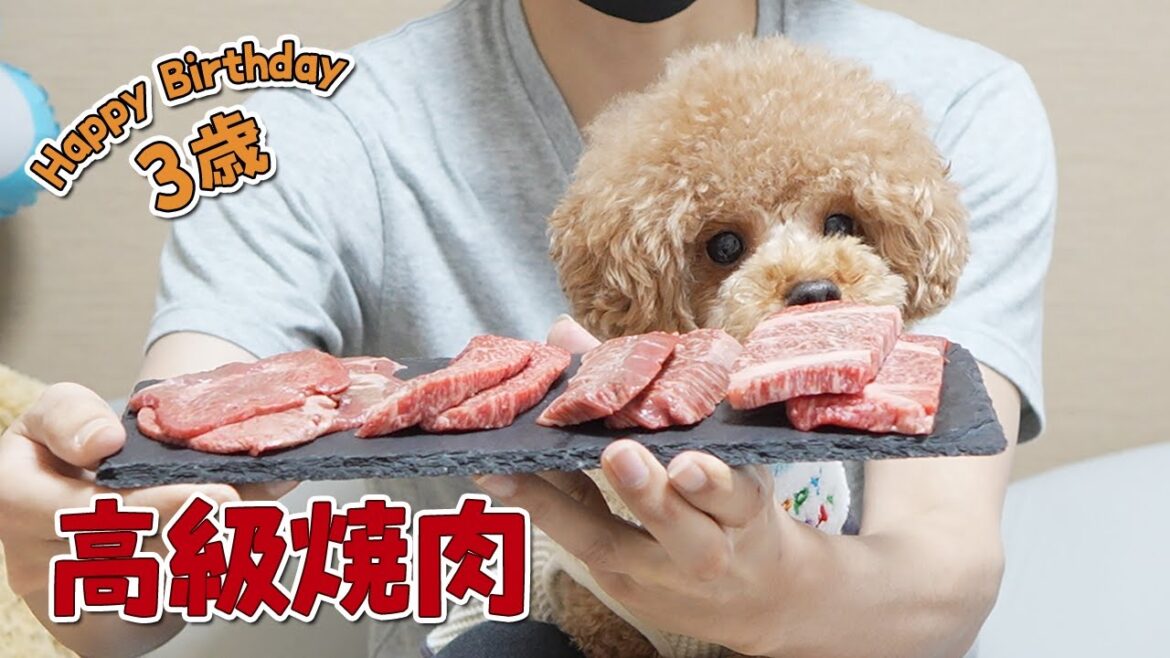3歳の誕生日に黒毛和牛で高級焼肉パーティーしたら大変なことになりました！【トイプードル】