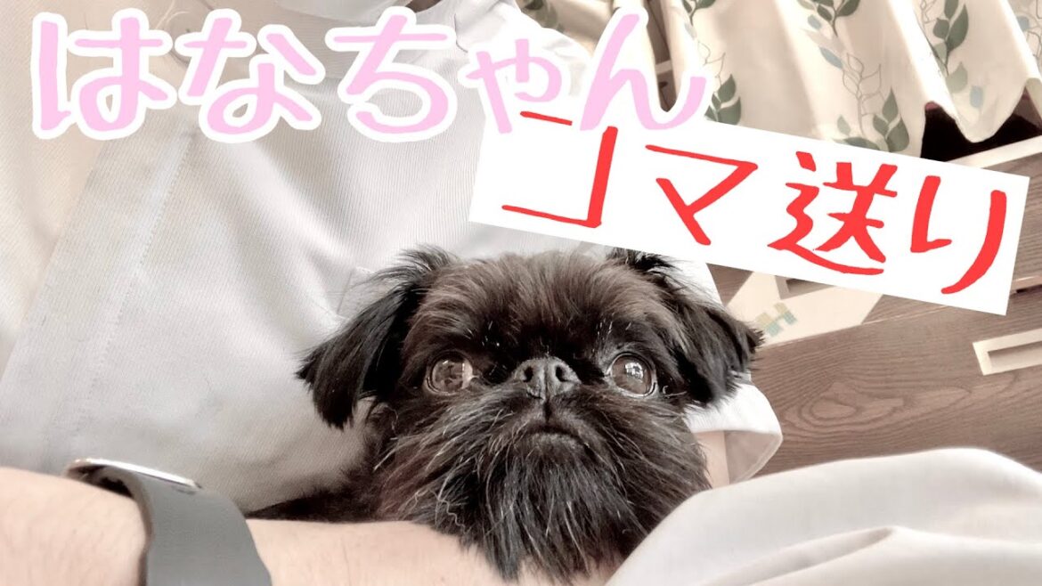 【ベルジアン・グリフォン】かわいいはなちゃんを見るだけの動画［兵庫ペット医療センター 尼崎本院］Happy dog glooming