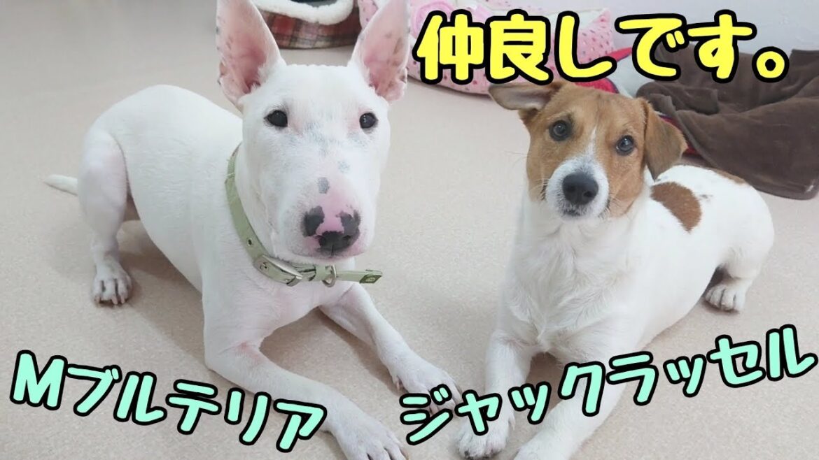同級生なMブルテリアとジャックラッセルテリア 【ひみつきちなう！③】2019年1月5日