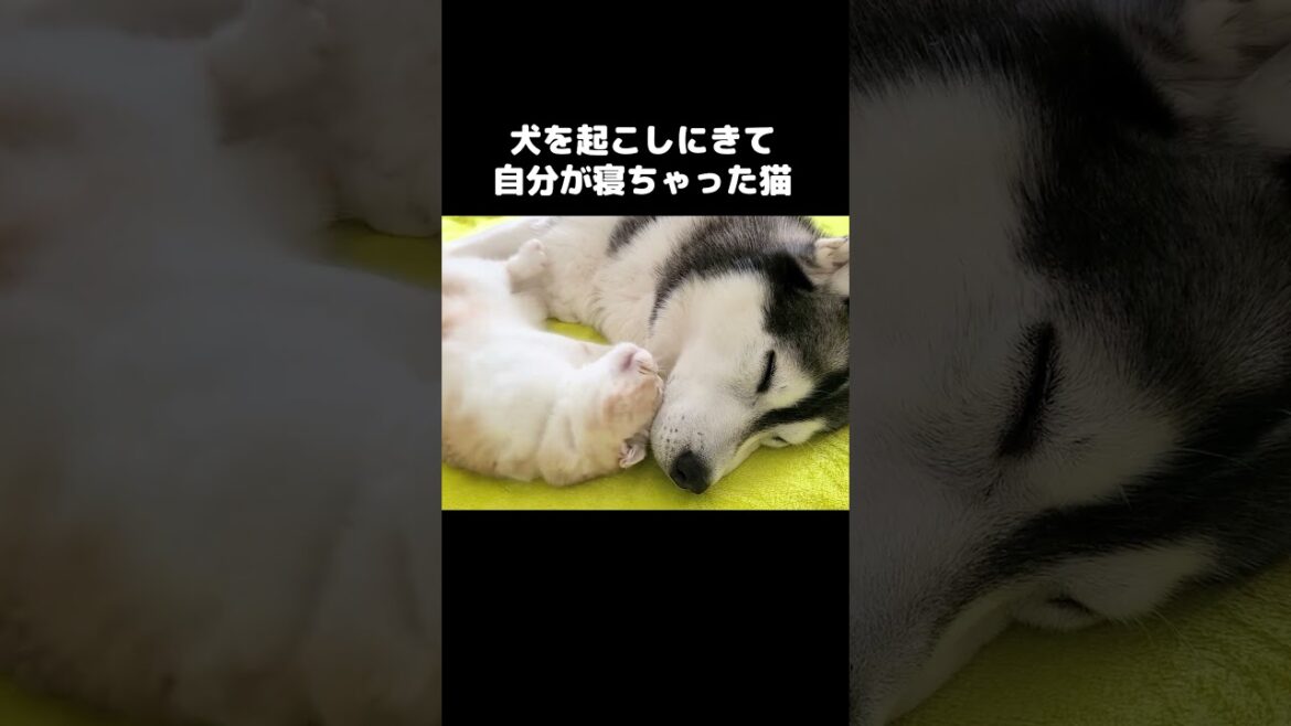 犬を起こしに来て自分が寝ちゃった猫がこちら...#shorts