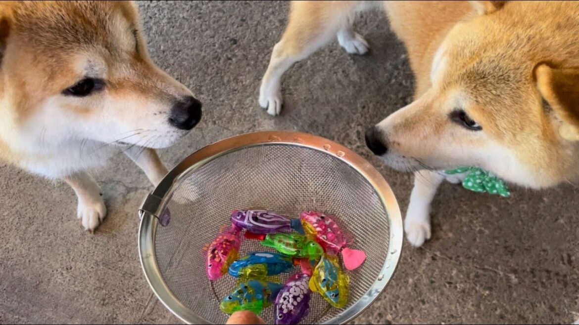 柴犬が興味が無いおもちゃにはこうなります(笑) 柴犬が興味が無いおもちゃにはこうなります(笑)