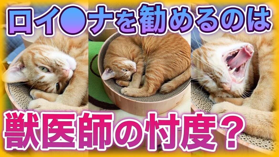 獣医師がロイヤルカナンを勧めるのは忖度している #Shorts