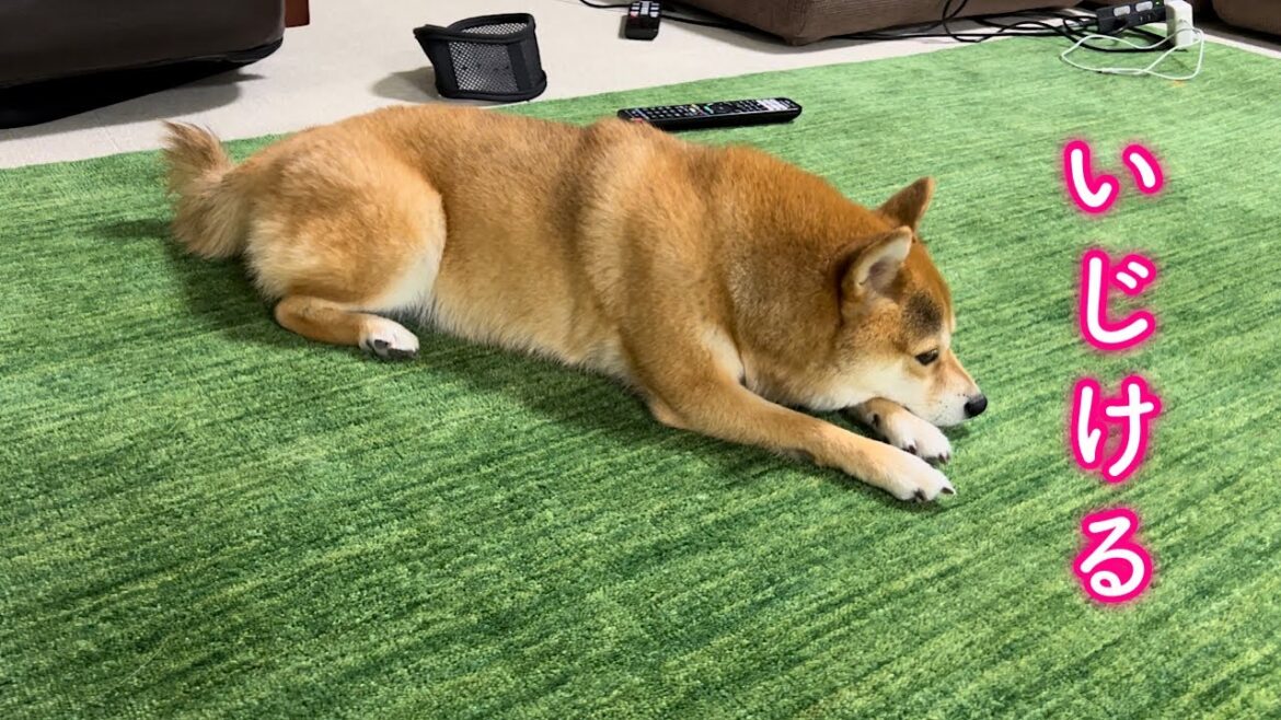深夜にパパに怒られてリビングでひとりションボリ落ち込む柴犬が可愛い