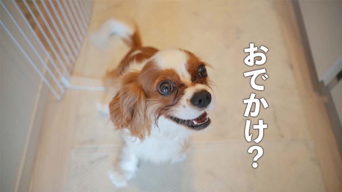 お出かけを確信すると満面の笑顔になるキャバリア犬
