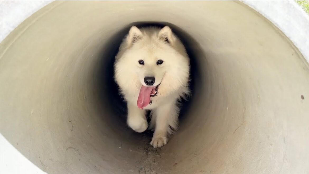 よく遊び、よく甘え、よく眠るサモエド/samoyed よく遊び、よく甘え、よく眠るサモエド/samoyed