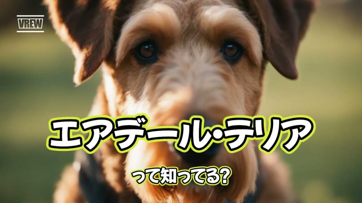 エアデール・テリアって知ってる？