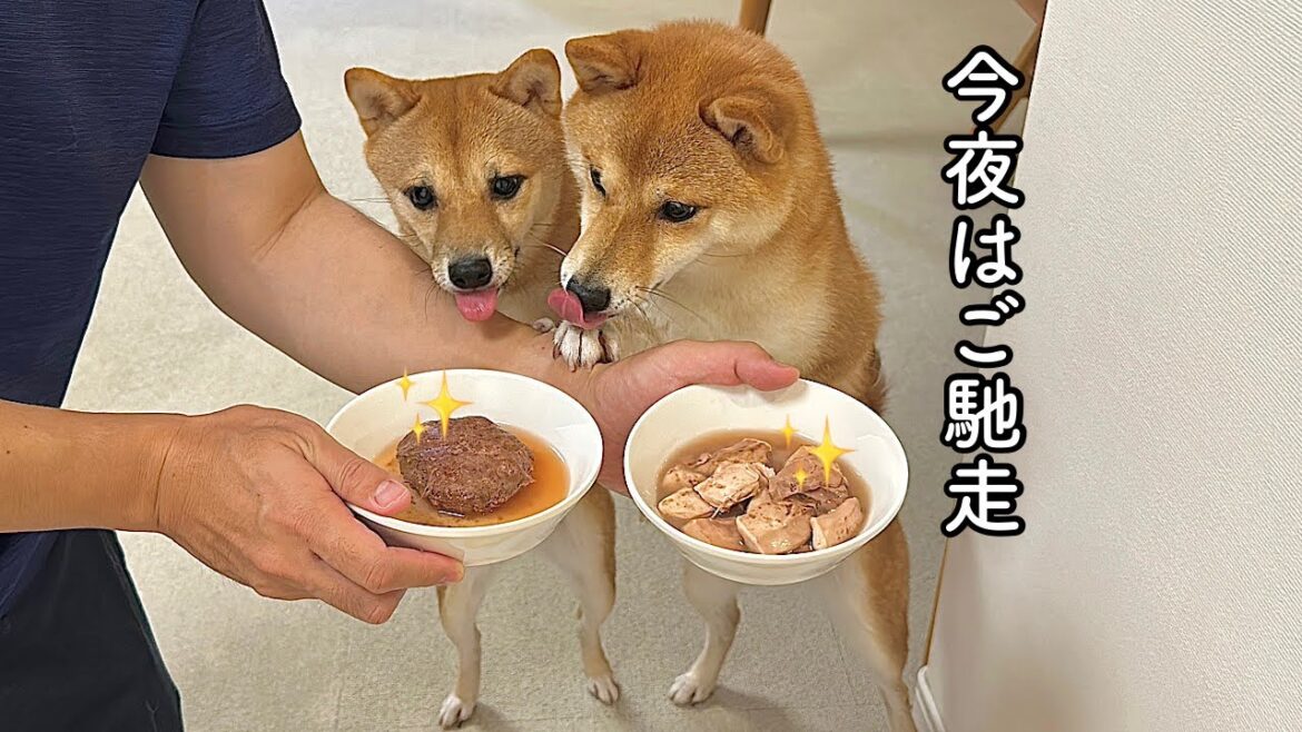 頑張った愛犬にご飯をいつもより豪華にしてみたら…豆柴姉妹の反応がかわいすぎました
