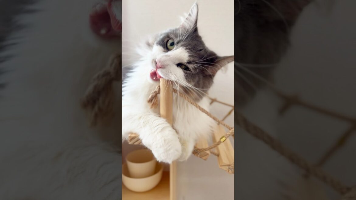 歯がゆいのよ #猫 #サイベリアン #shorts