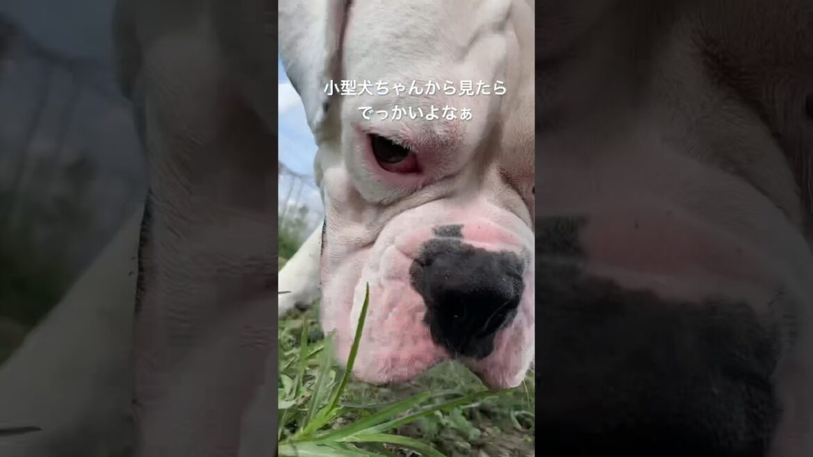 なんか改めて見たら　a large dog ボクサー犬