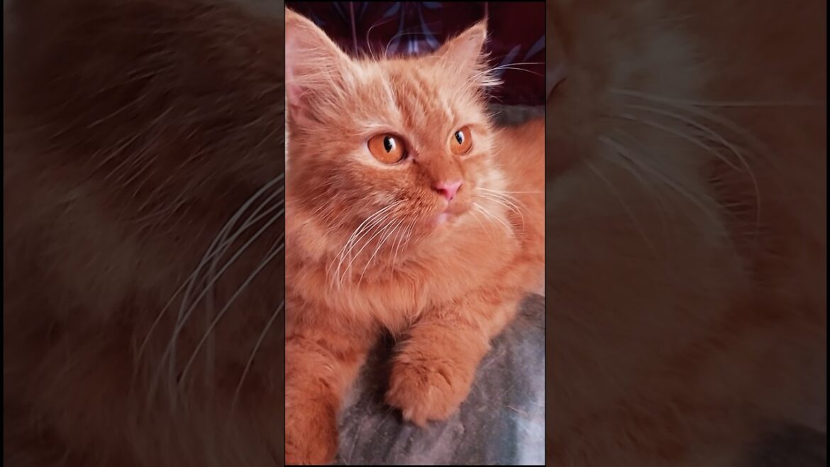Beautiful Brown Cat 💕 #shorts #youtubeshorts #ytshort