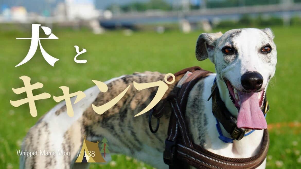 【犬連れキャンプ】とにかく幸せそうな愛犬と飼い主の動画　#138