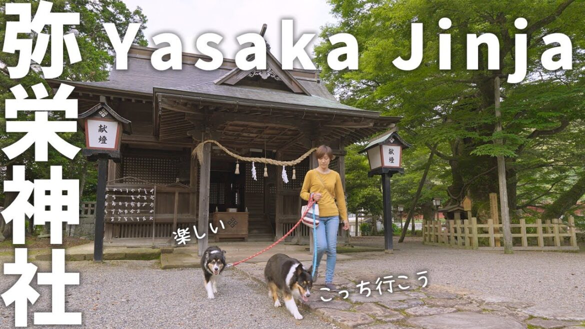 ボーダーコリーとオーストラリアンシェパードのお散歩コース！弥栄神社でお散歩。