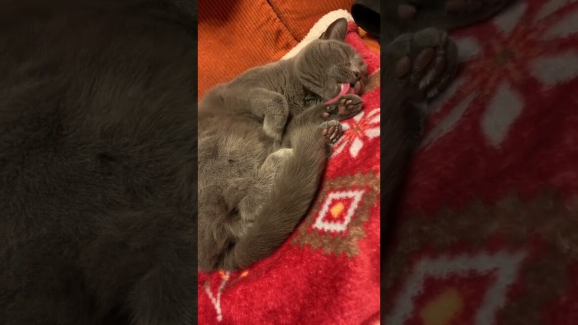 眠りながら毛繕いするねこ【シャルトリュー/Chartreux cat】#shorts