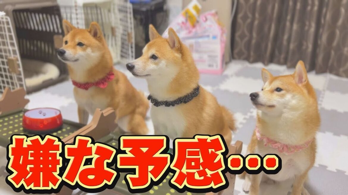 この直後、絶対に爆笑するので観て下さい♪