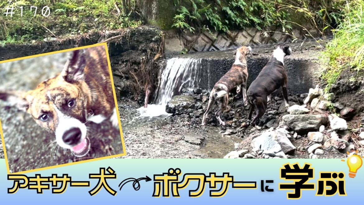 【秋田犬×ボクサー】初川遊び♪ボクサーに遊び方を教えてもらうはずが、、、