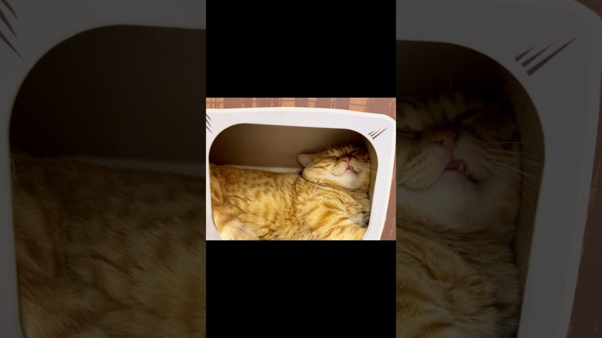 夢を見てる猫 #猫 #マンチカン #shorts