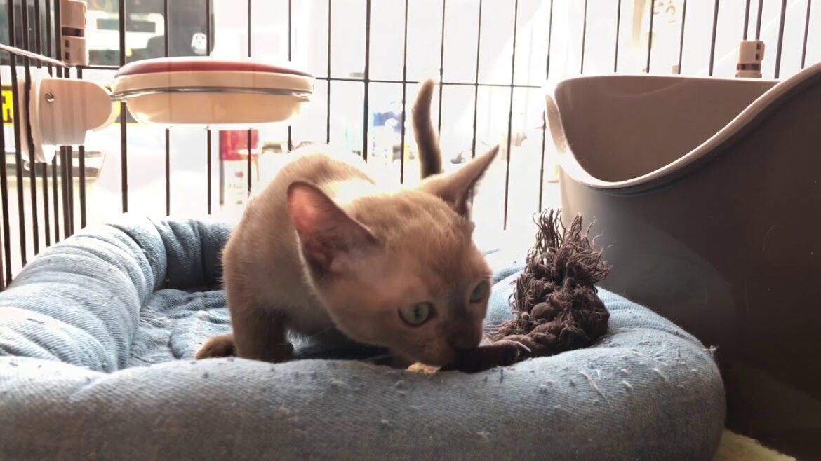 肌触り最高の子ネコ　トンキニーズ　とっても犬みたいな性格の猫なんです