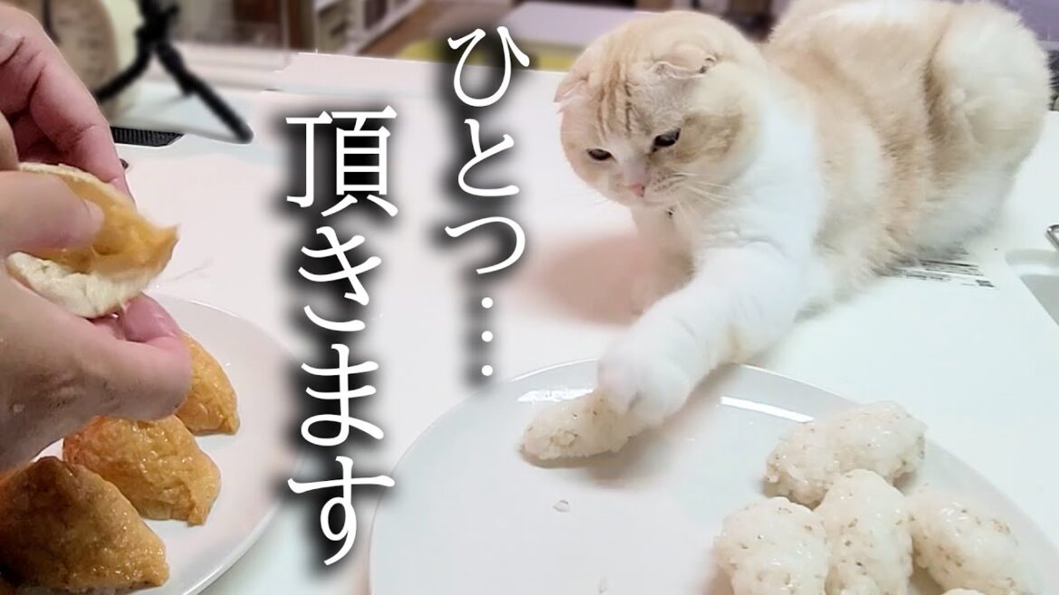 初めて猫といなり寿司を作ってたら盗み食いしょうとこうなった 初めて猫といなり寿司を作ってたら盗み食いしょうとこうなった
