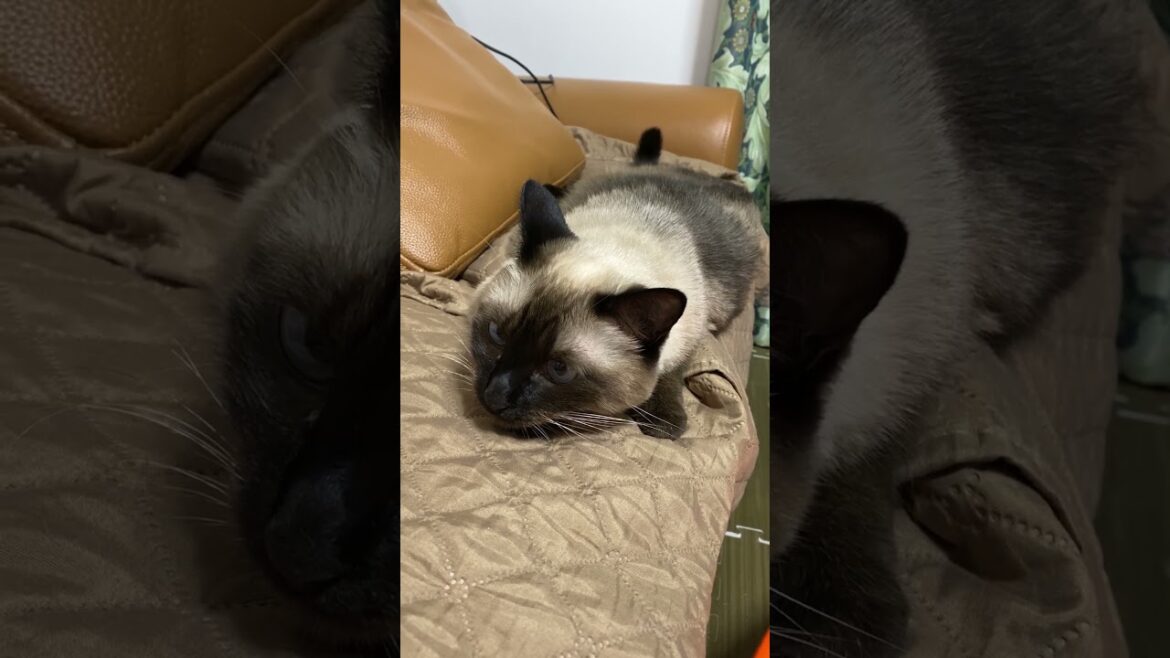 【2023.10.02】今日のシャム猫のふくさん（音無し）【たぬき猫】 #shorts