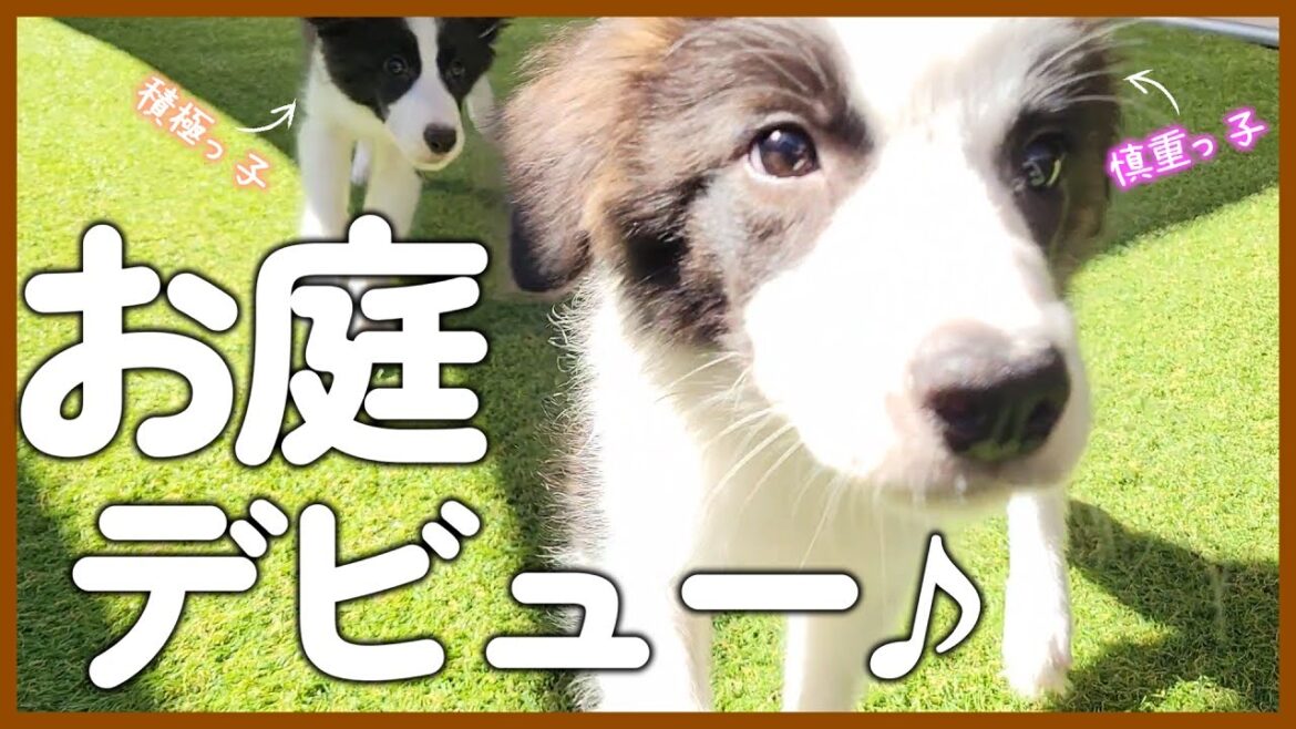 【不思議】初めてお庭に出たら越えられない境界線がありました…【ボーダーコリー子犬】 【不思議】初めてお庭に出たら越えられない境界線がありました…【ボーダーコリー子犬】